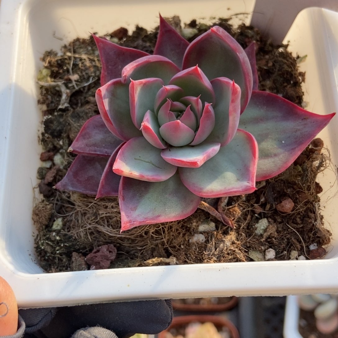 1203惊鸿仙子多肉植物保护