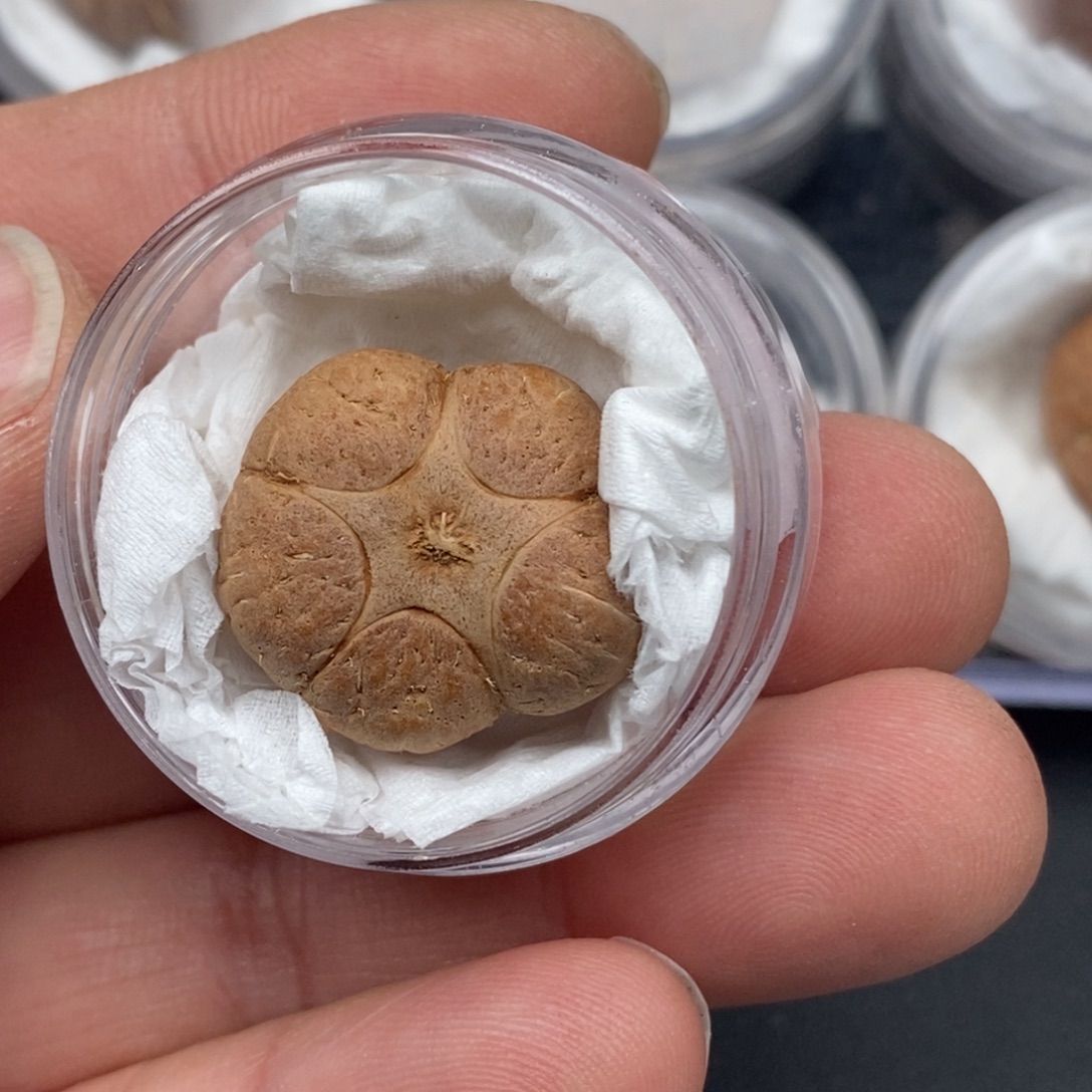 朵***爸把件凤眼菩提五星定制款22.5mm