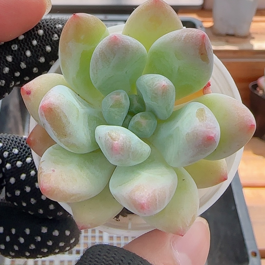 多肉0802-187美人手指