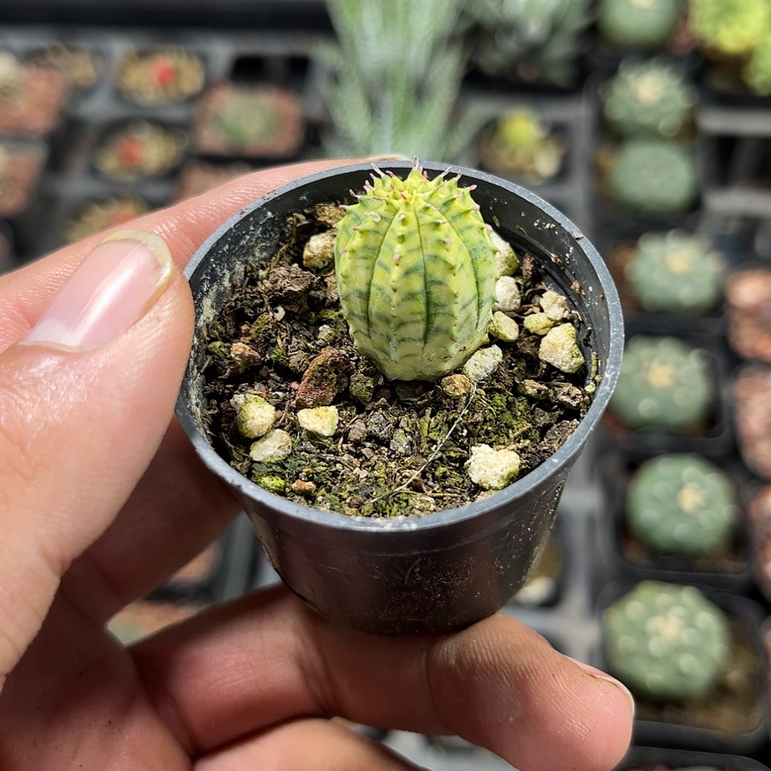 布纹球锦单头发货单头