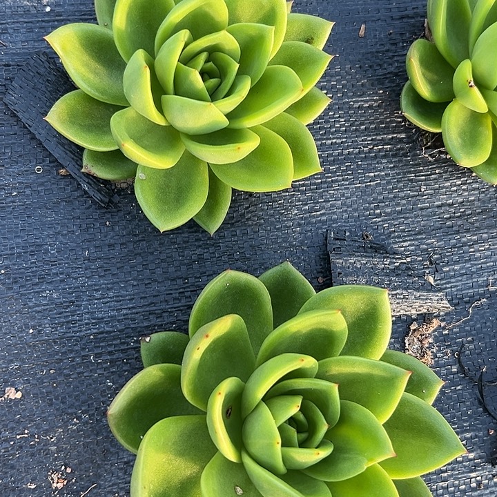 多肉翠花好好看呀