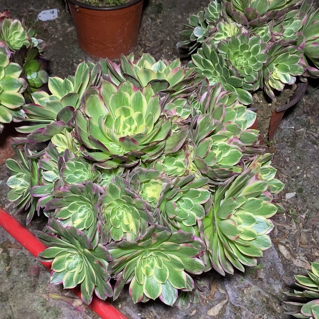 多肉植物三号海王