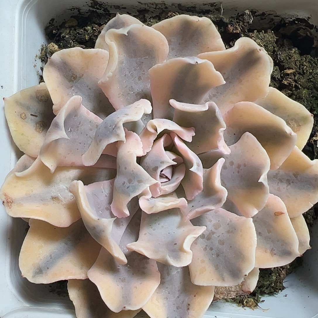 满38包邮利比里亚锦