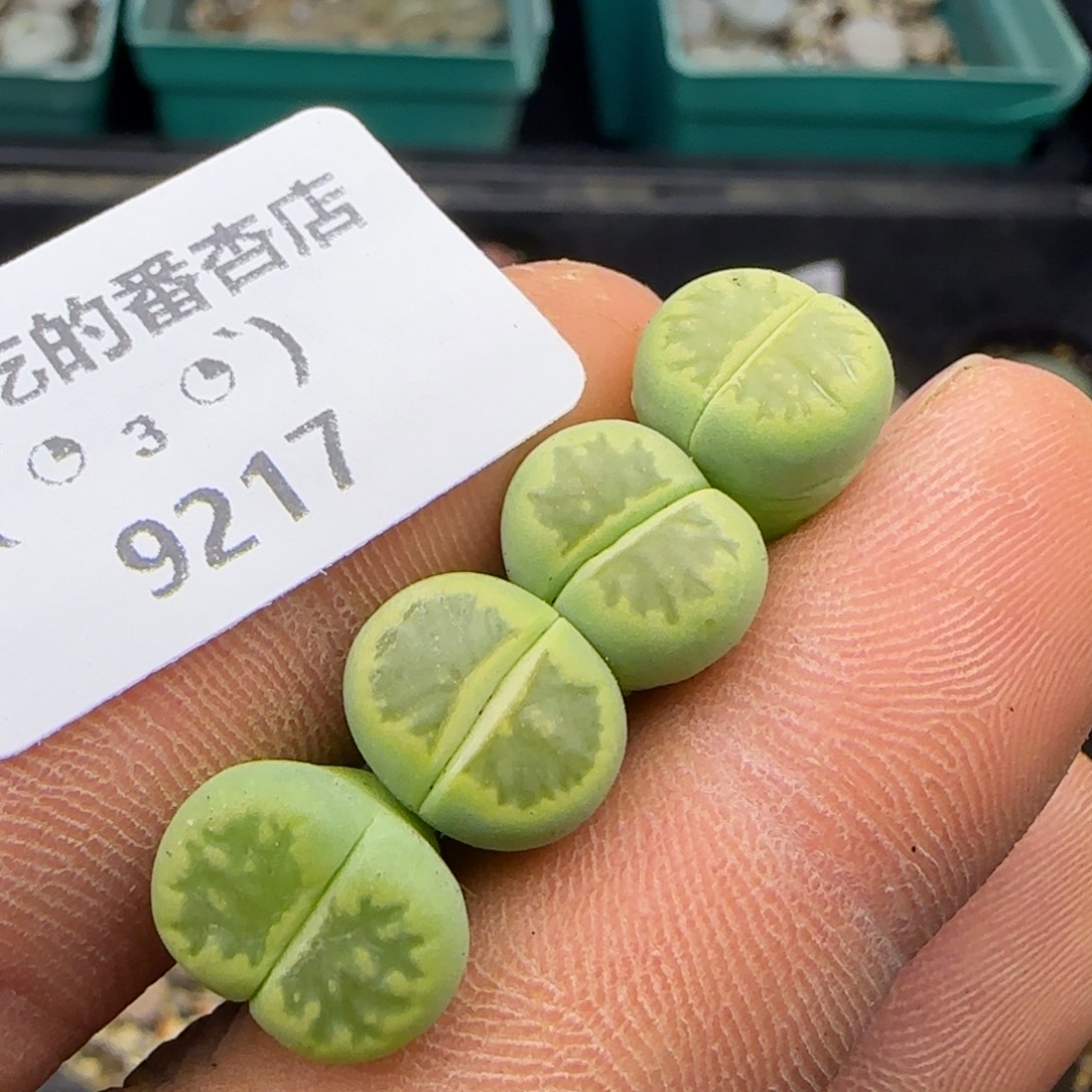 9217。特价绿菊。。。。。。。