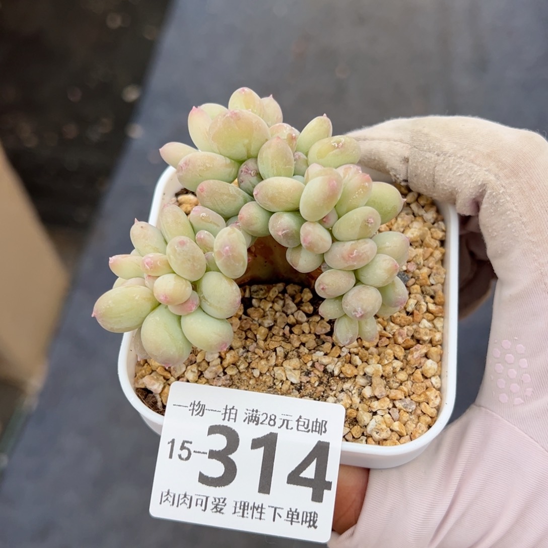 三日月美人缀化芙蓉