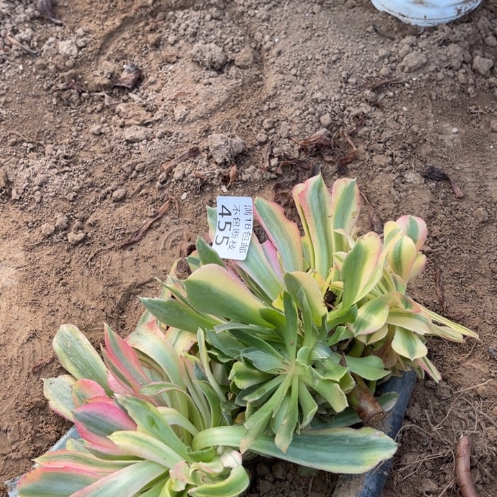 455光辉七彩2个砍头手捧2