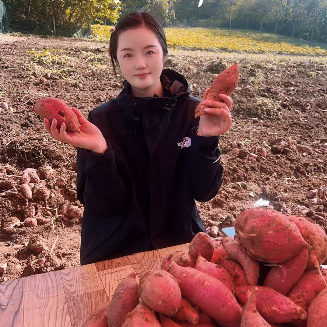 淮河岸边沙地烟薯25号