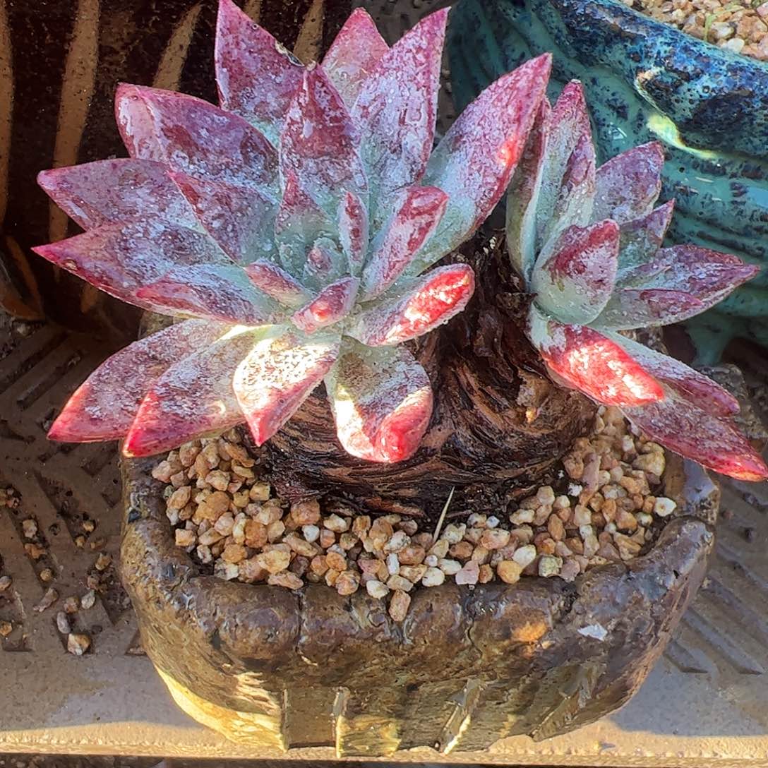 5004流丹海瑟仙女杯