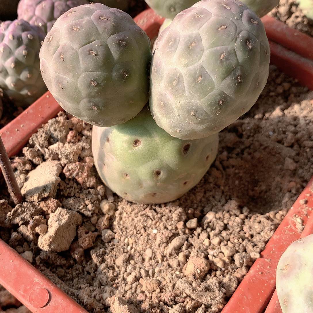 【闪购商品】绿皮无刺习自根