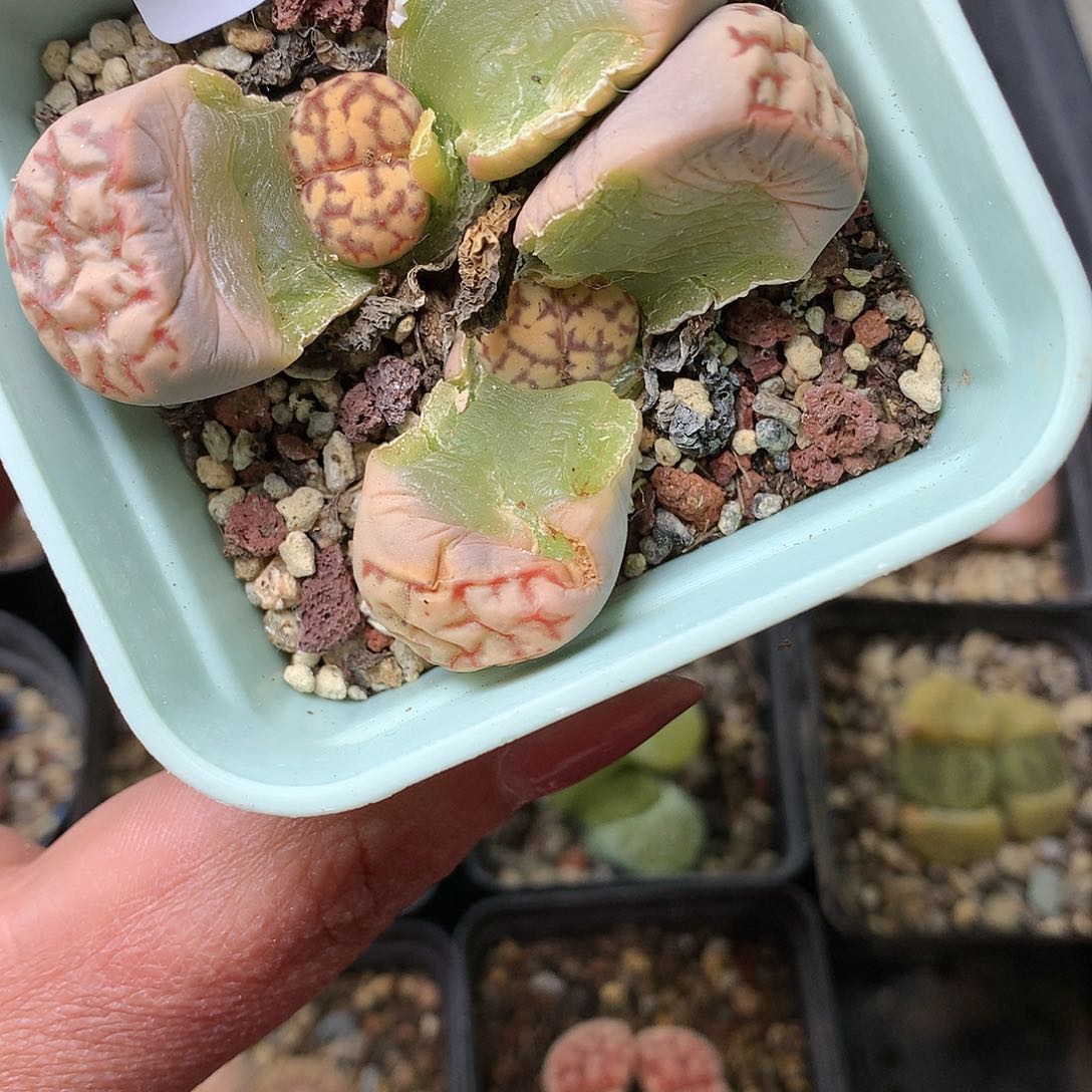 D74多肉植物保护研究所