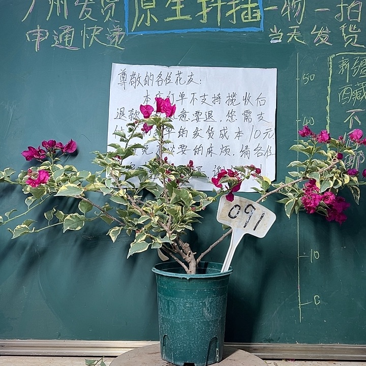 完全开放蓝月亮 小树头 091