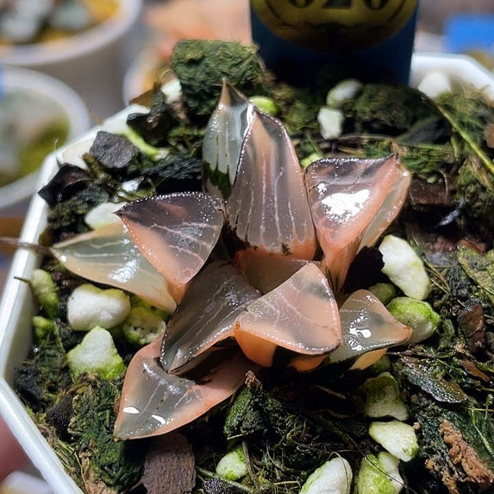 620超锦花影锦特选度老师
