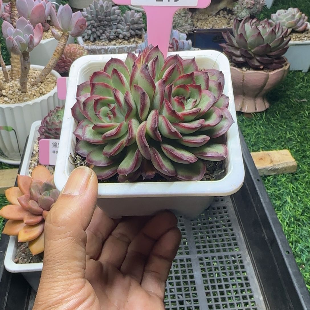 锦安精品多肉植物219