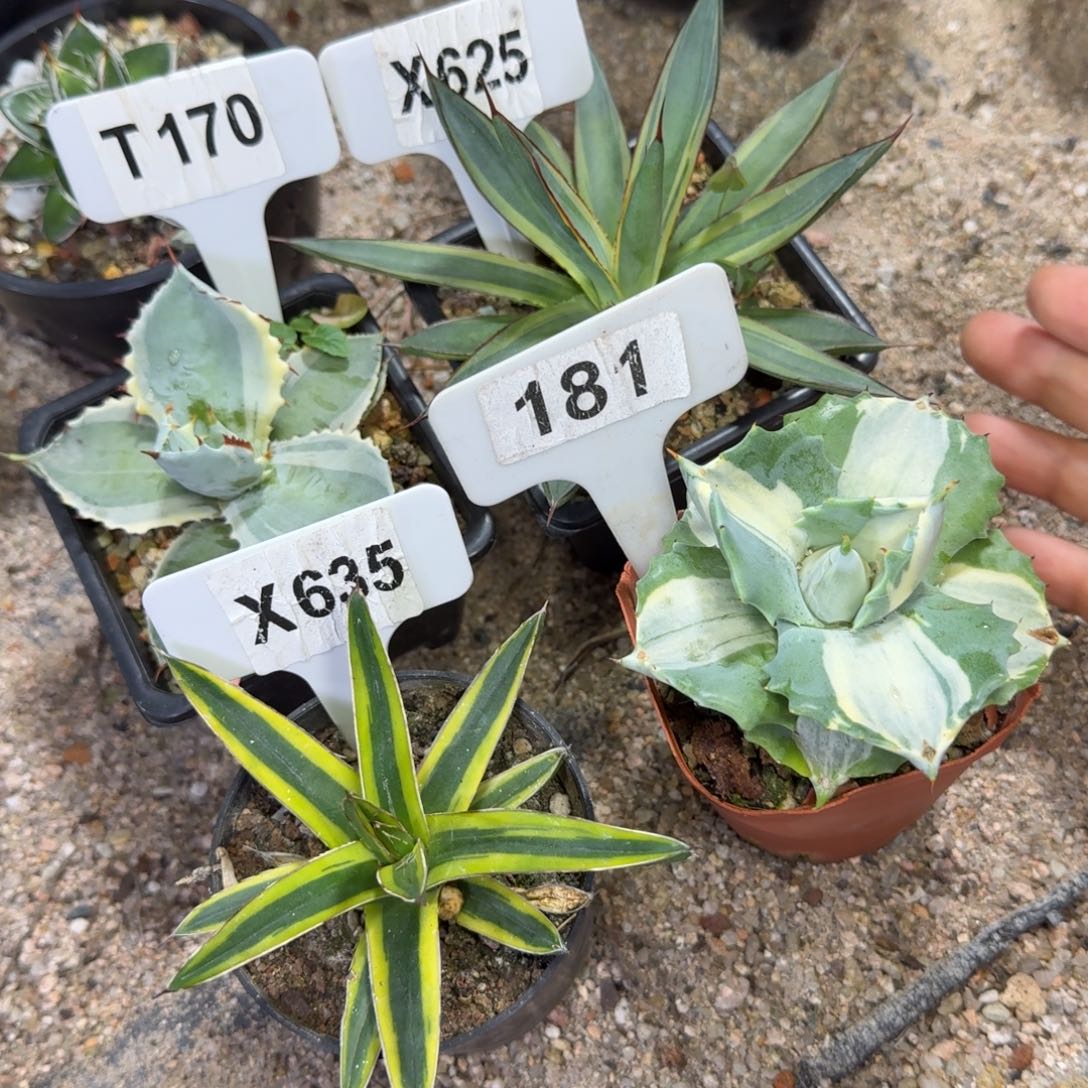 k***n福利龙舌兰4颗组合脱土发