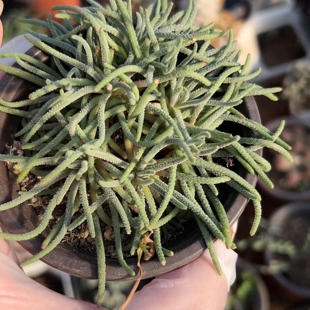 多肉植物天赐开花