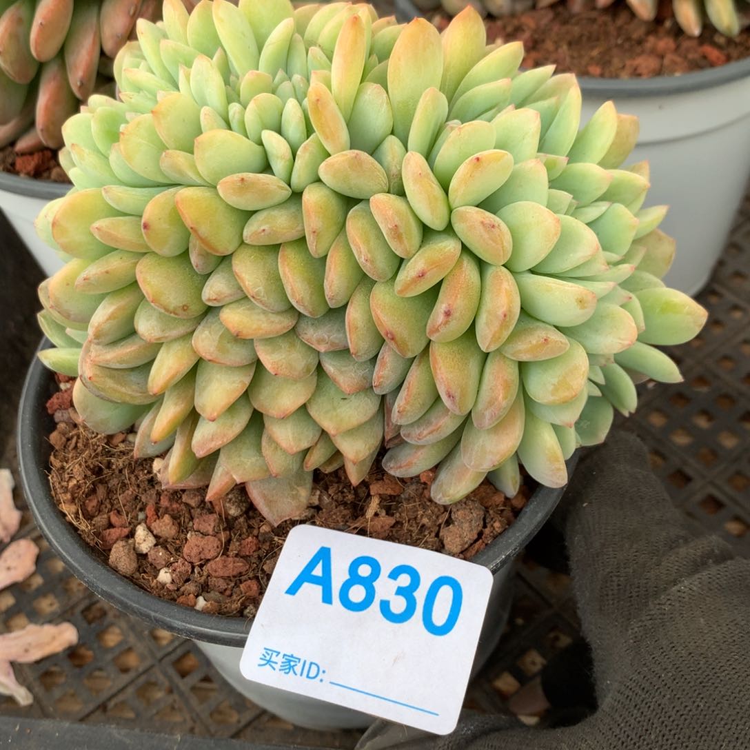 幽***草A830售后范围，签收起7天内，录开箱视频