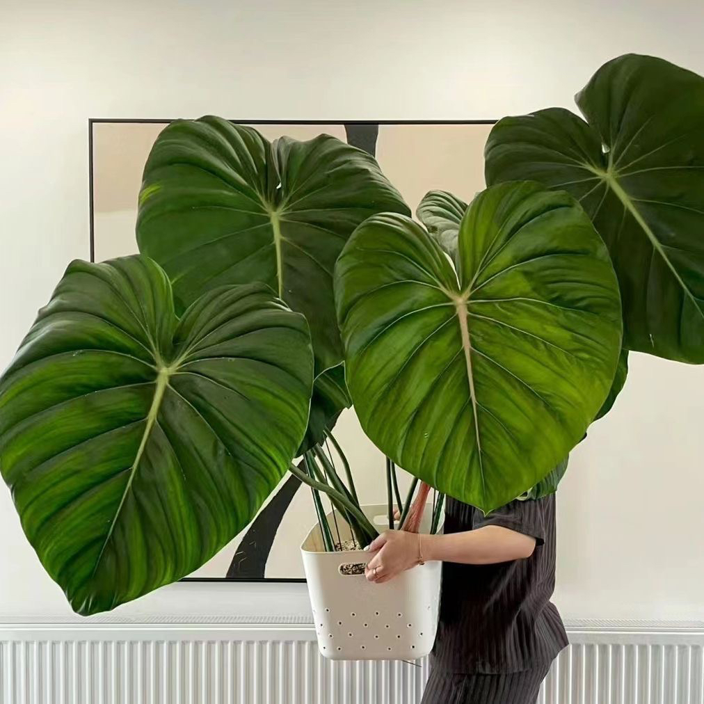 【麦克道尔.蔓绿绒】 （图片仅供参考）  室内观叶植物 两颗