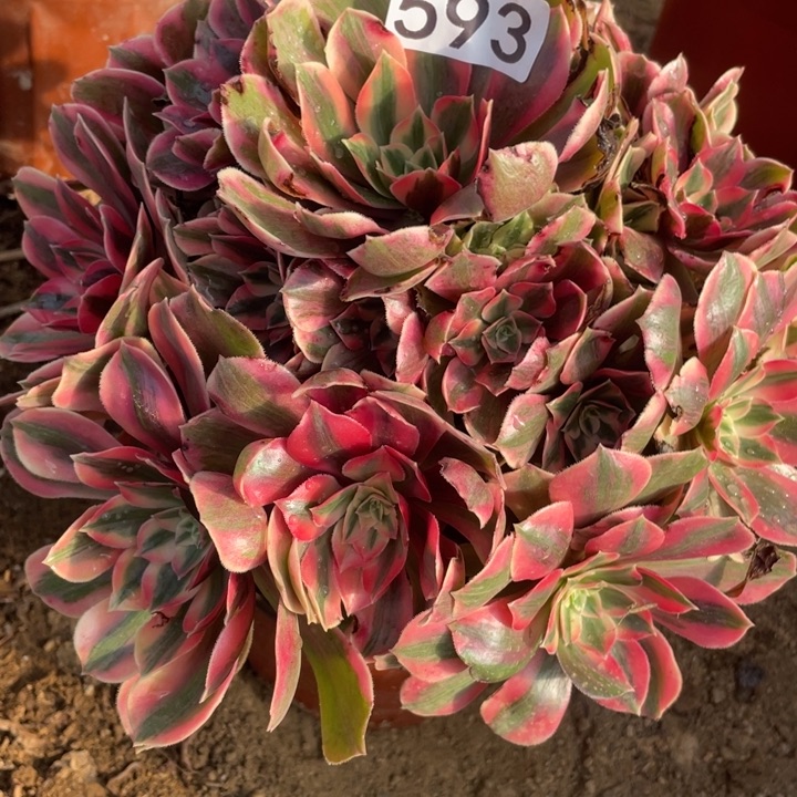 593女妖有断枝福利