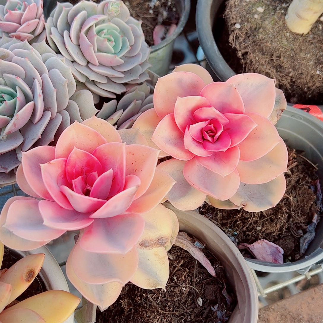 彩虹大单头精品特价二盆