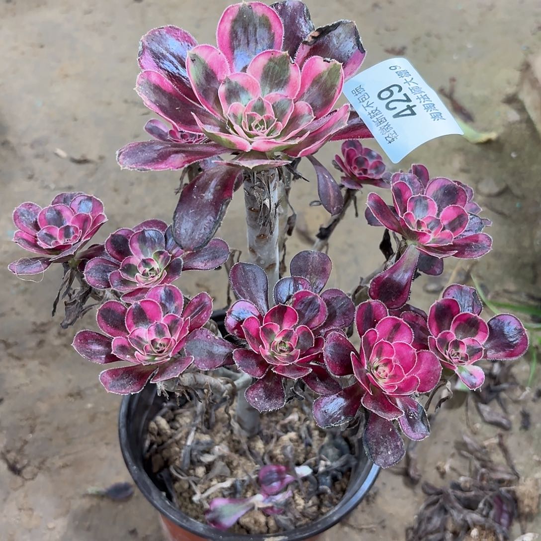 429丽娜多肉植物法师