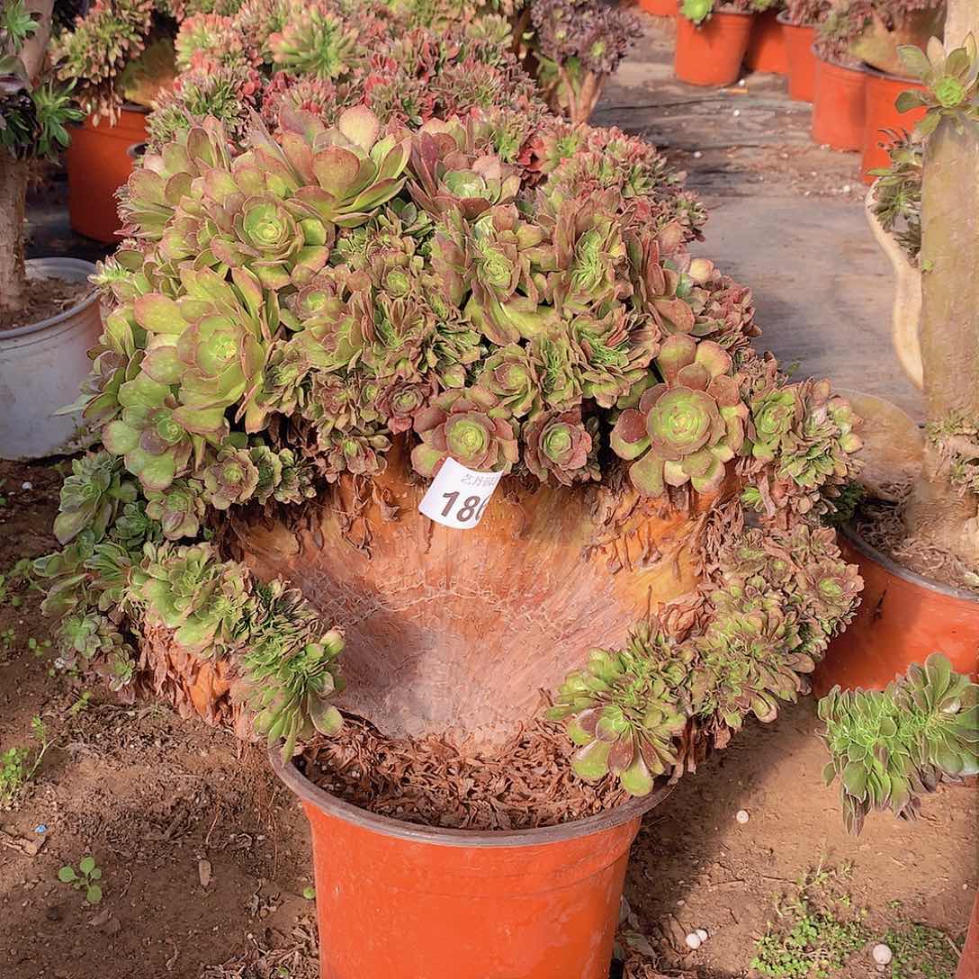 186万圣节正版朵朵