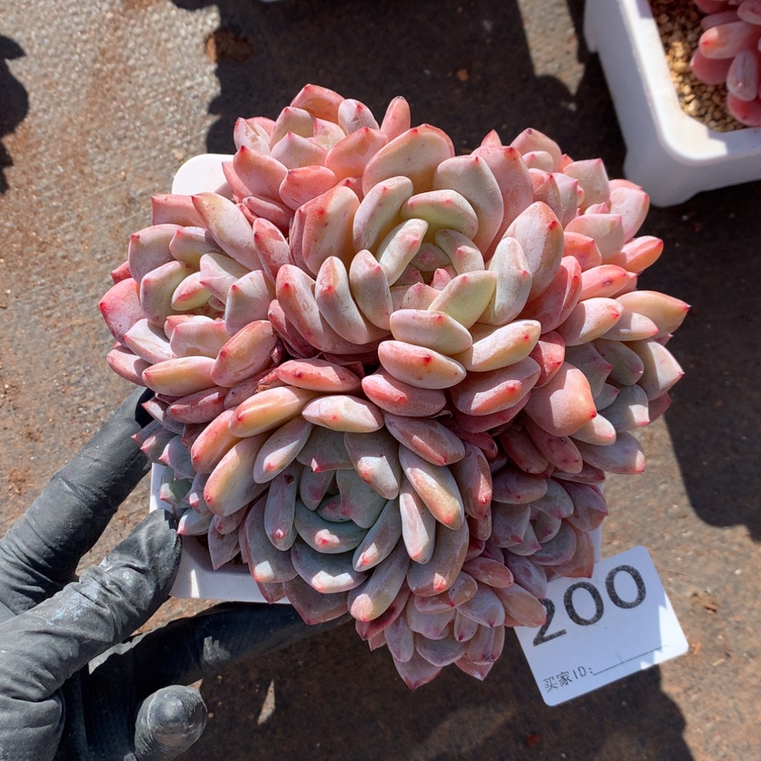 青***檬带盆土发  200号新疆西藏内蒙古不包邮的