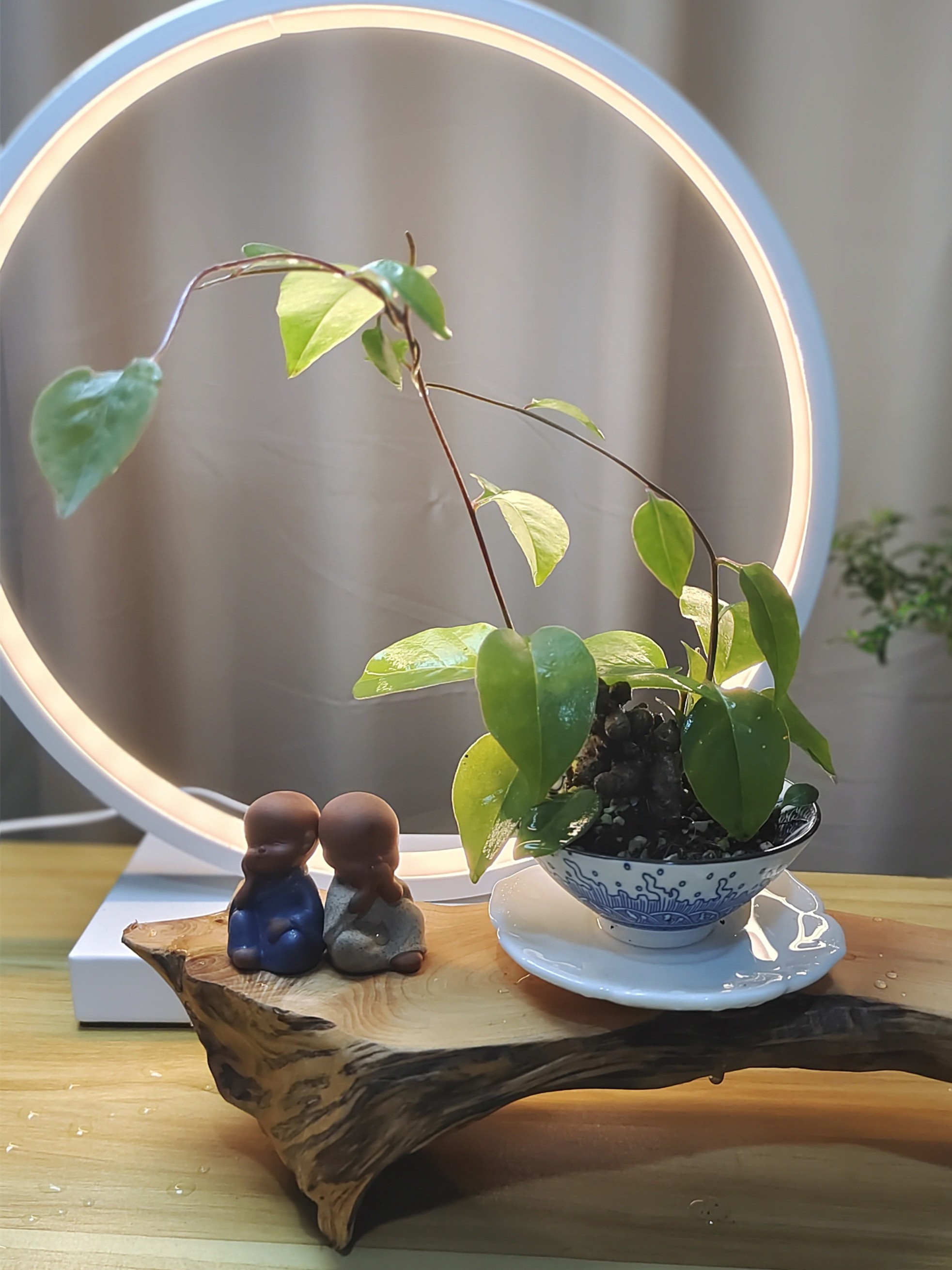 【一物一拍，绿植福利优选，售后七天】