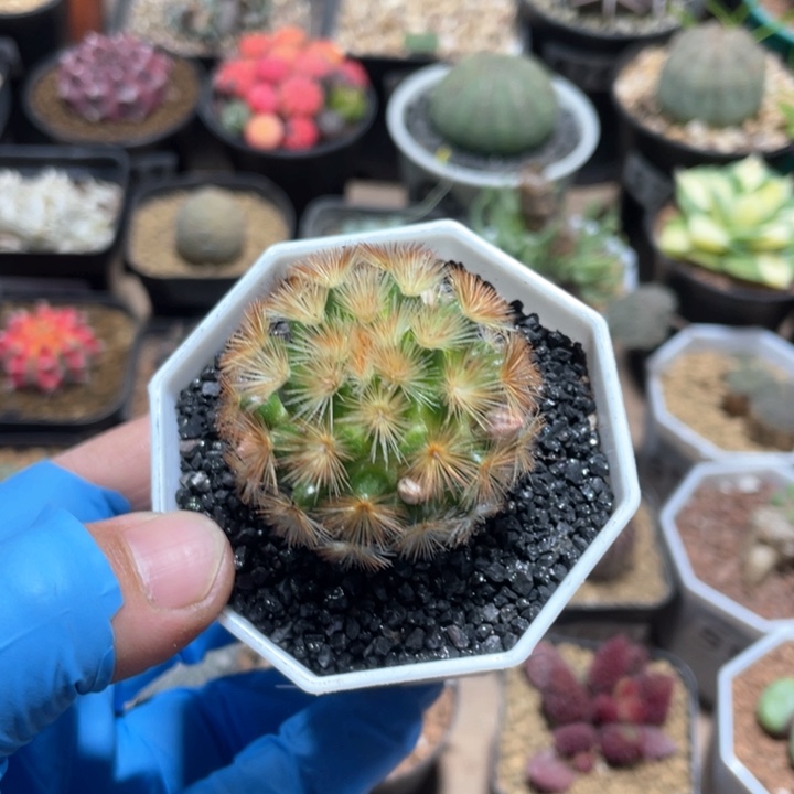 643实生金刺嘉文丸