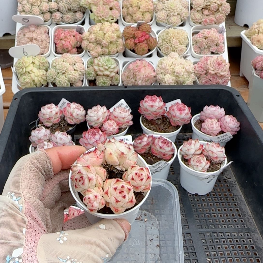 【闪购商品】0126-115边线小魔仙