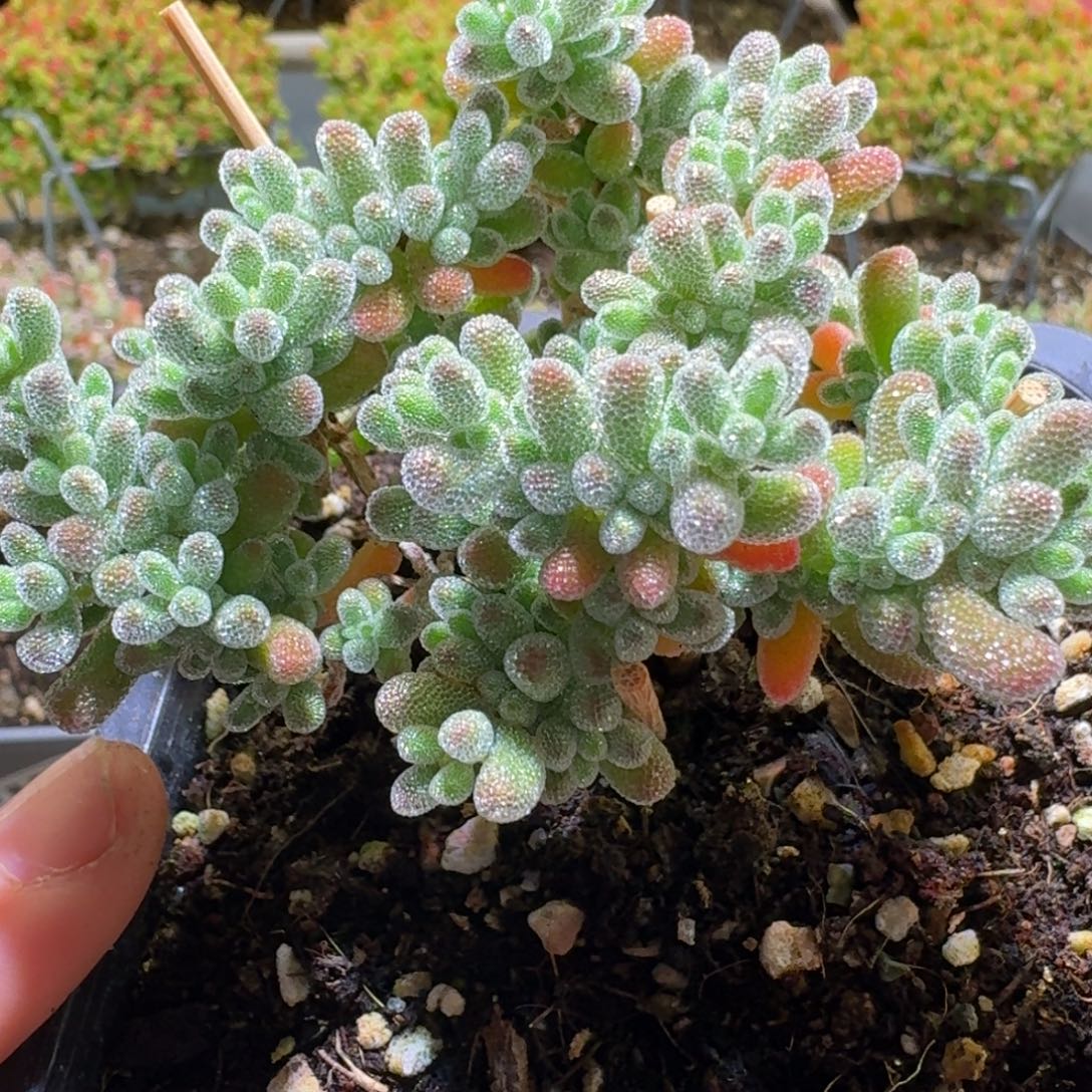 冰晶枝干番杏589福利款