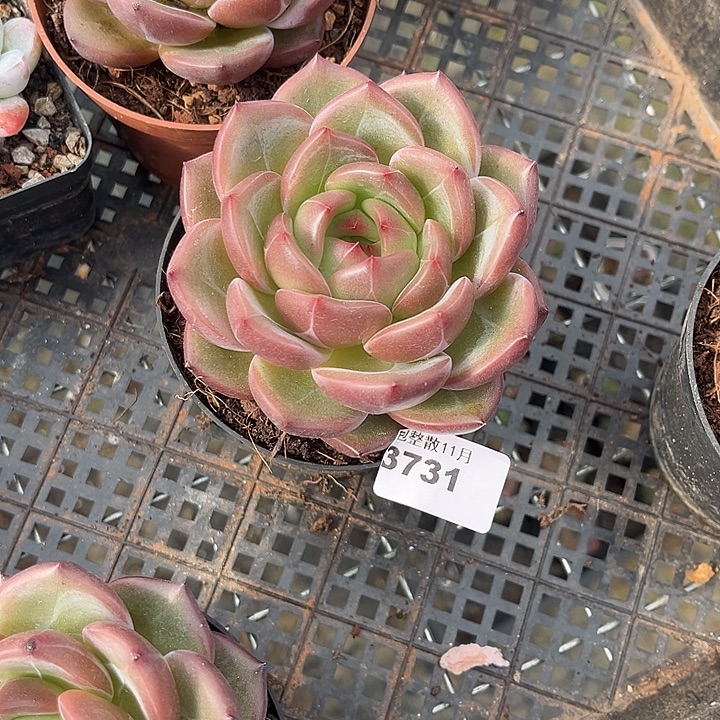 阿雅园艺。         3731Q橙