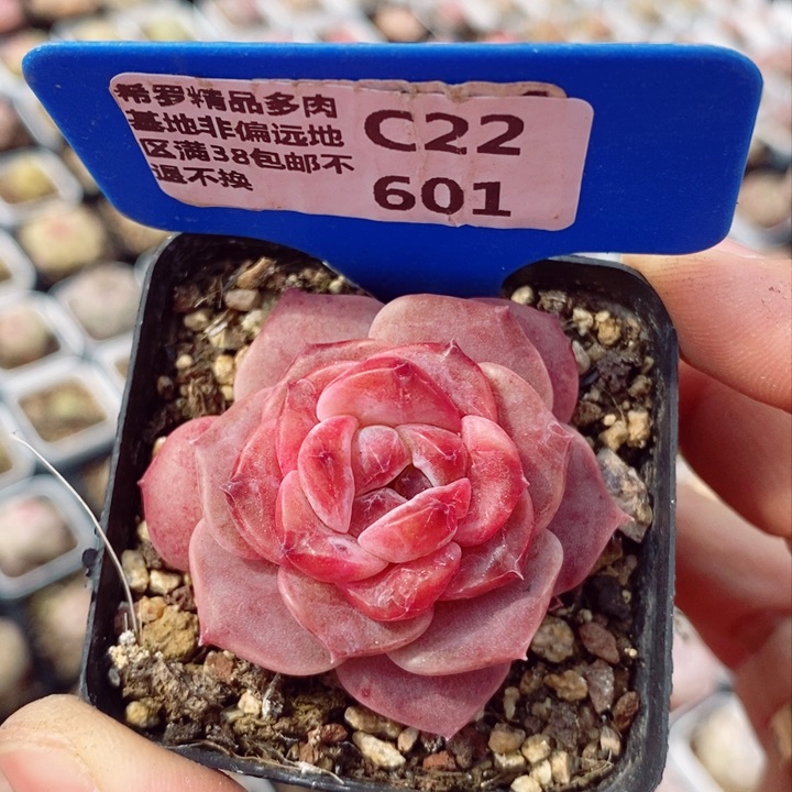新品4.5cm多肉植物