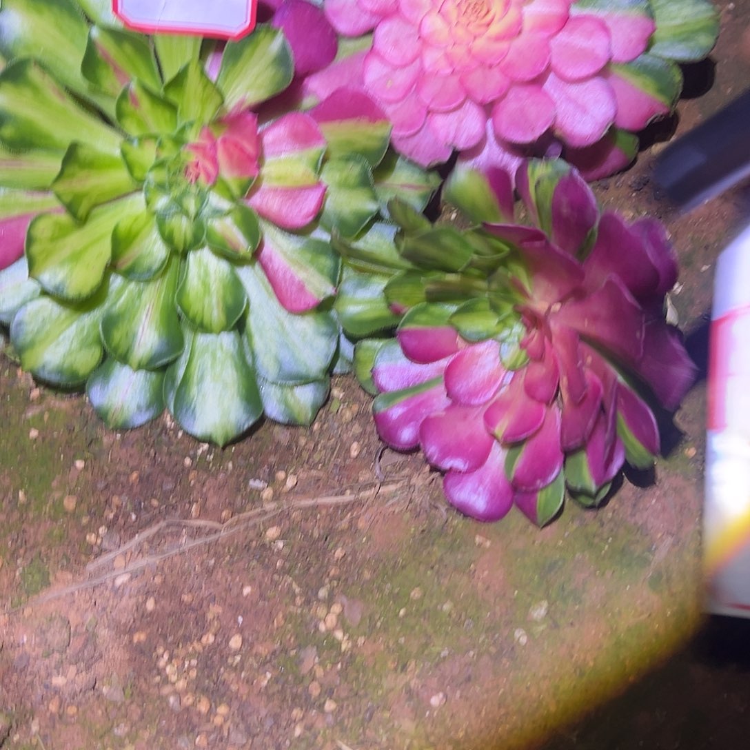 精品多肉植物015砍头