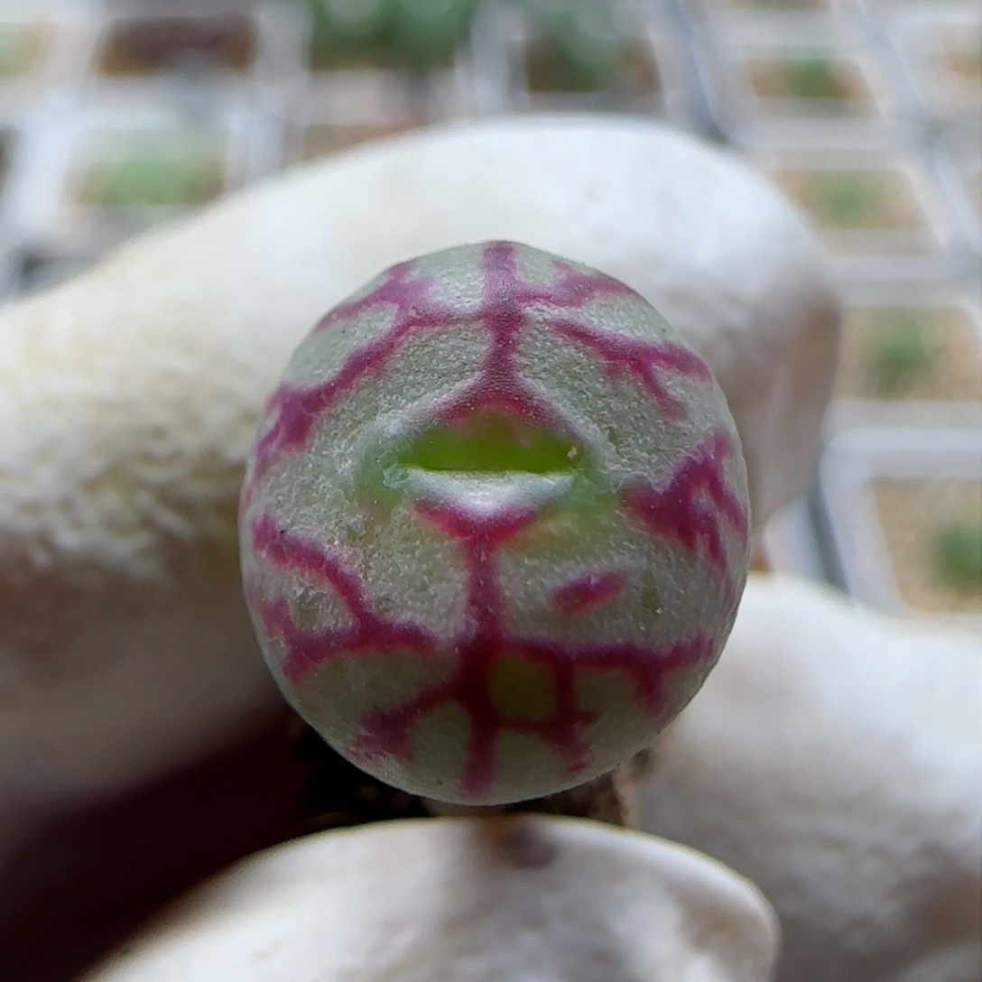 1-18-4-6当天满58包邮精品杂交1cm多肉脱土