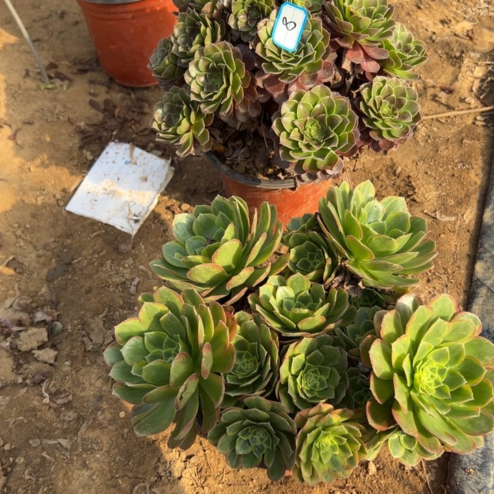 南***源多肉植物两个断枝不包8