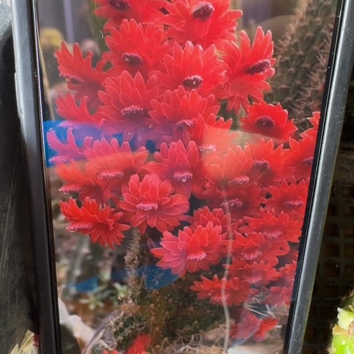 259金妞彩舞柱弯6公分左右无根侧牙，20包邮