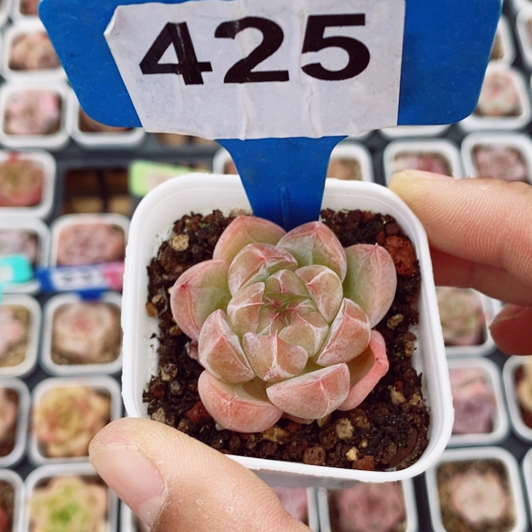 珍妮3-4cm多肉植物