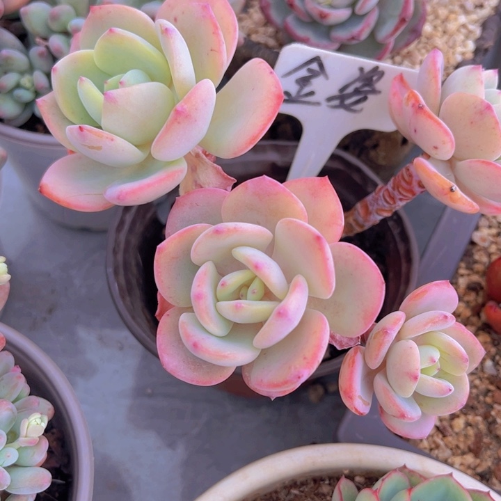 健健康康平平安安