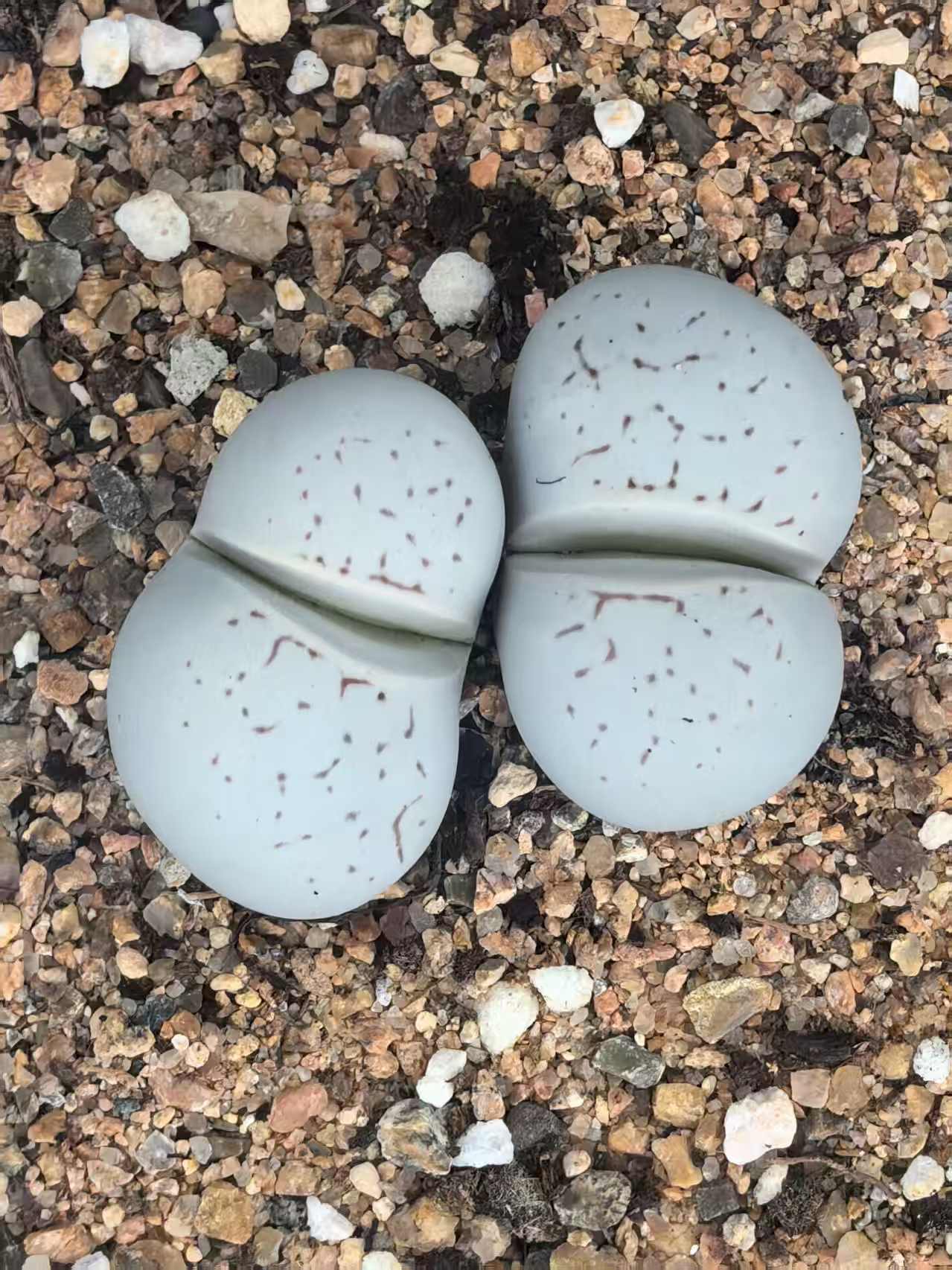 大母本多肉生石花群生【精品】对号拍