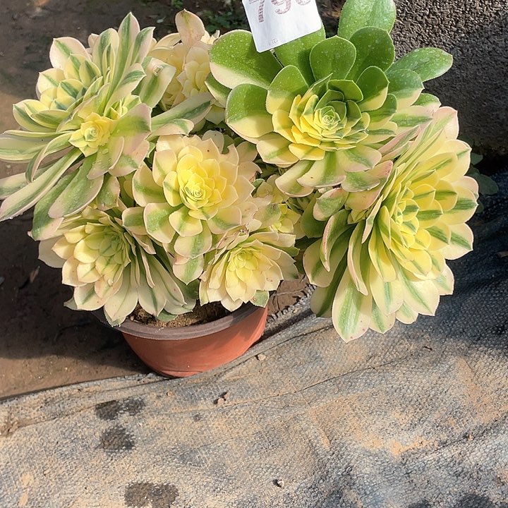 790 多肉植物多肉