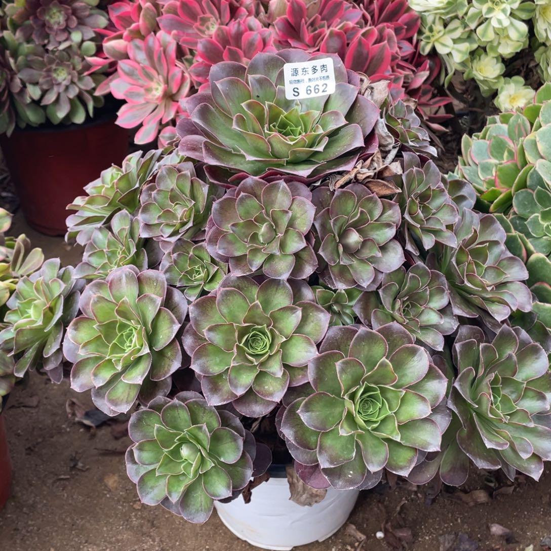 662魅金多肉法师断枝不包