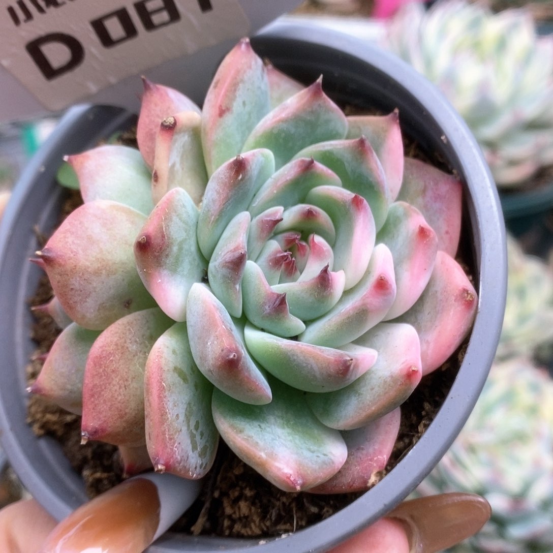 081锦锦锦锦锦锦锦