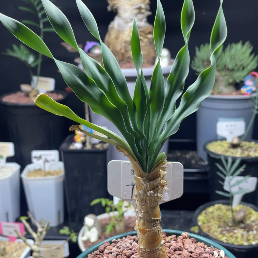 1 号波叶布冯一物一拍带盆