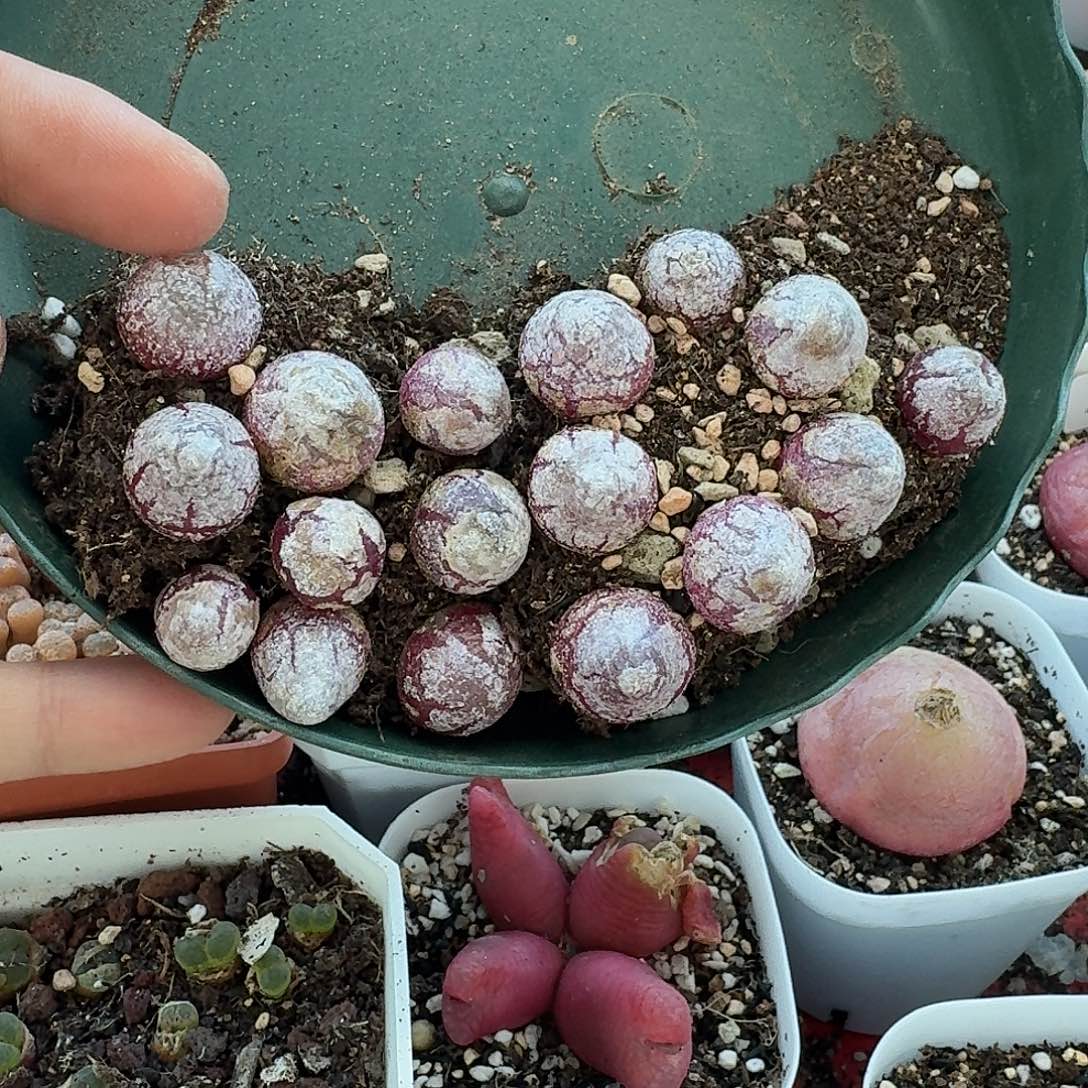 老马生石花灯泡灯泡1704