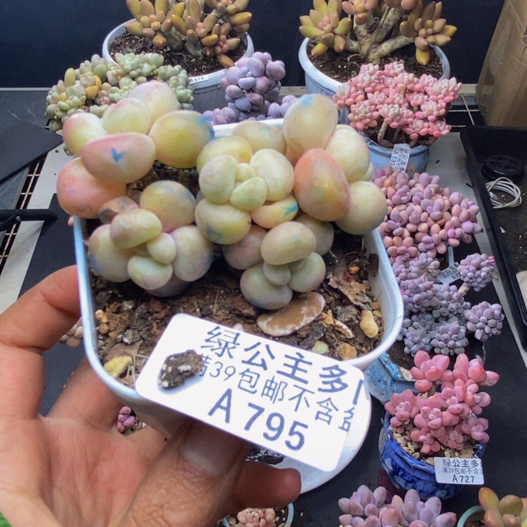 795萤火虫多肉4c m