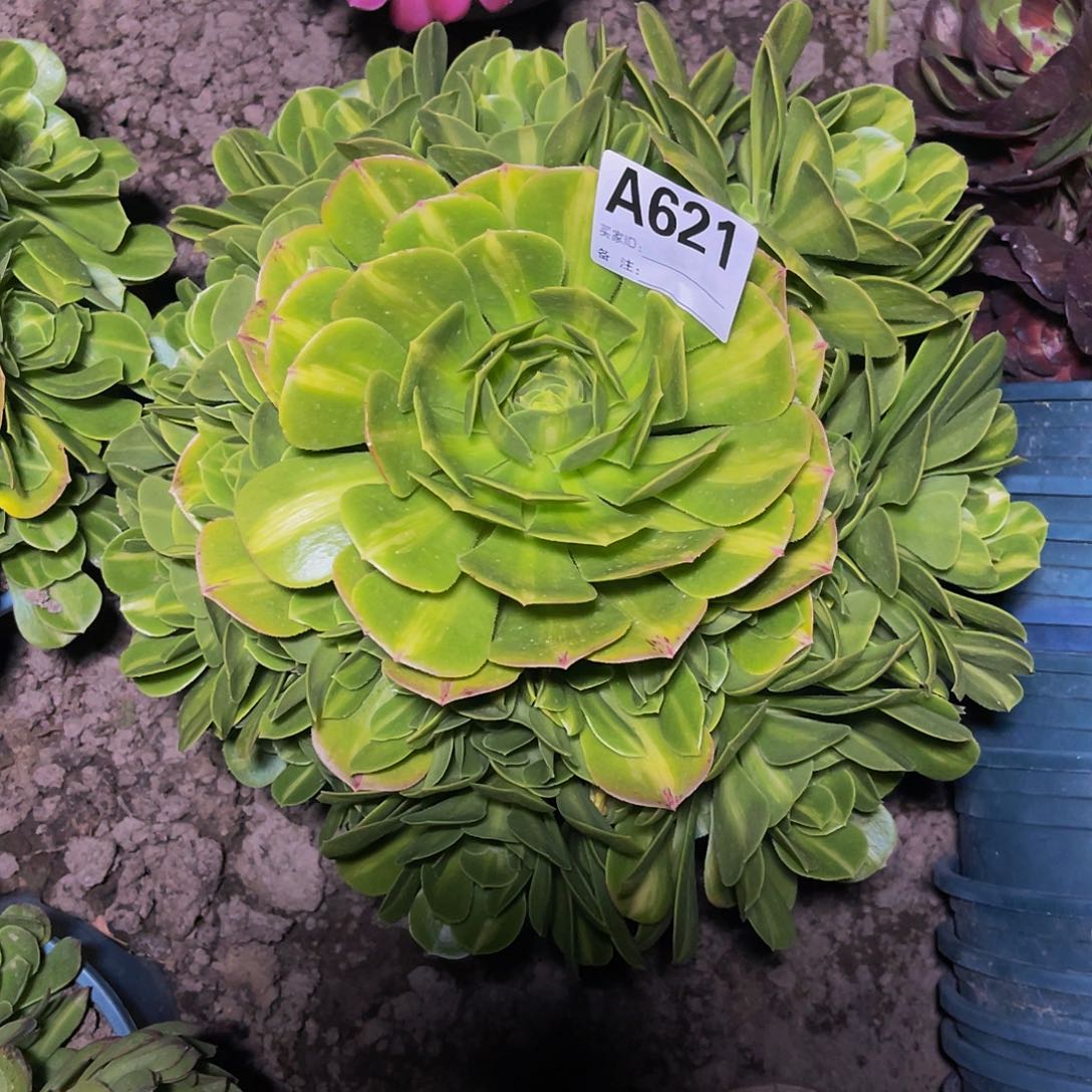 翡翠法师26-13包邮