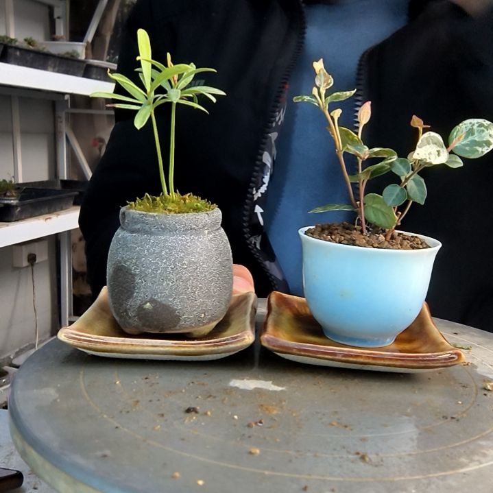昊**✨小盆景小植物一物一拍47