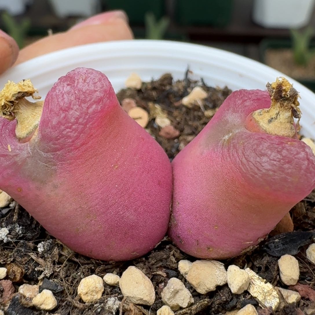 245脱土发货000000000