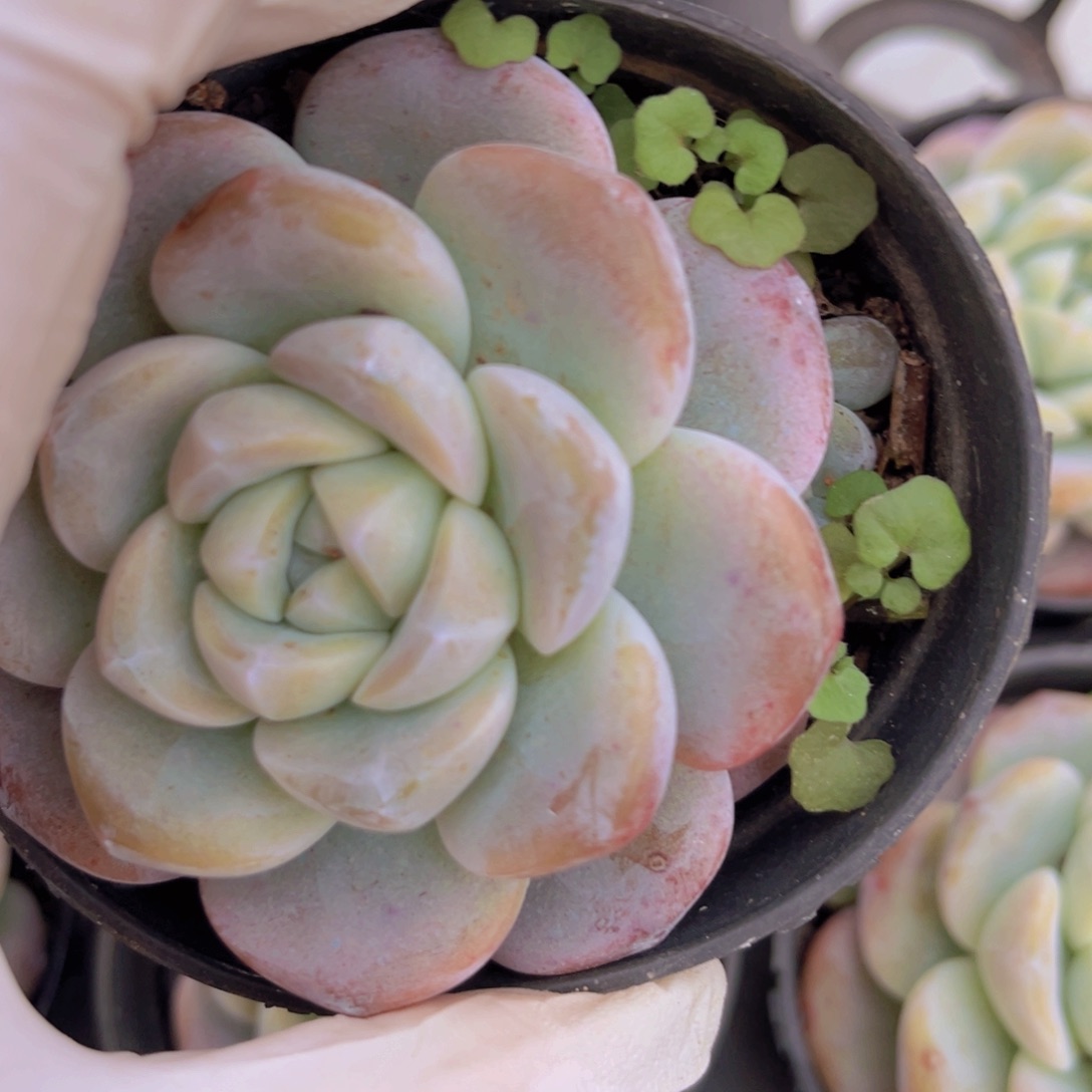 冰玉1颗带盆多肉