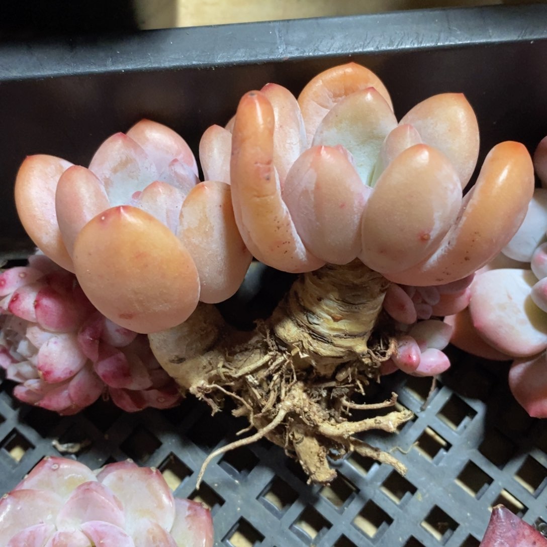 一物一拍精品多肉满38包邮-